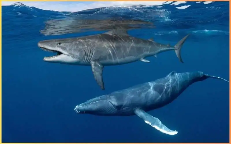 Megalodon vs Blue Whale size comparison