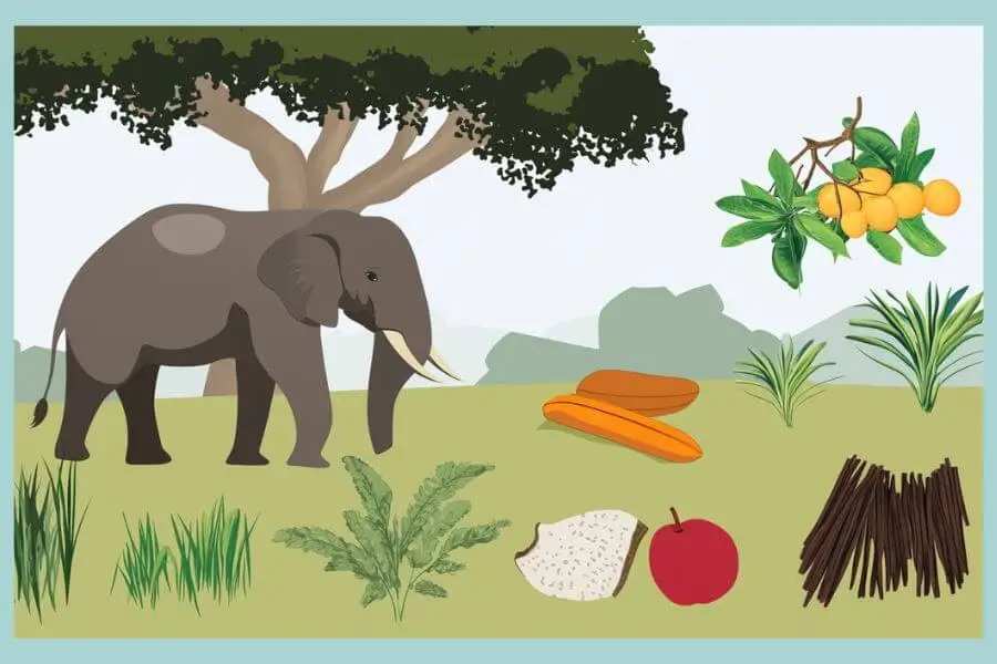 Infographic of the elephant diet, showing grasses, leaves, fruits, and bark.