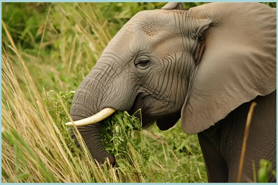 African elephant feeding on leaves and grass.