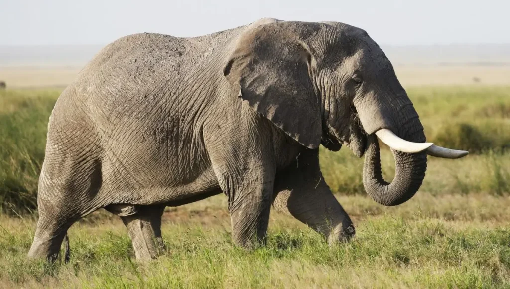 African forest and savanna elephants standing together, symbolizing the species' diversity and endangered status.