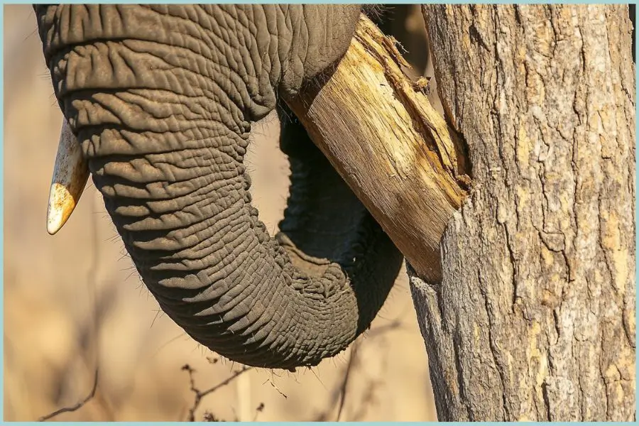 Elephant using trunk to strip bark from a tree.