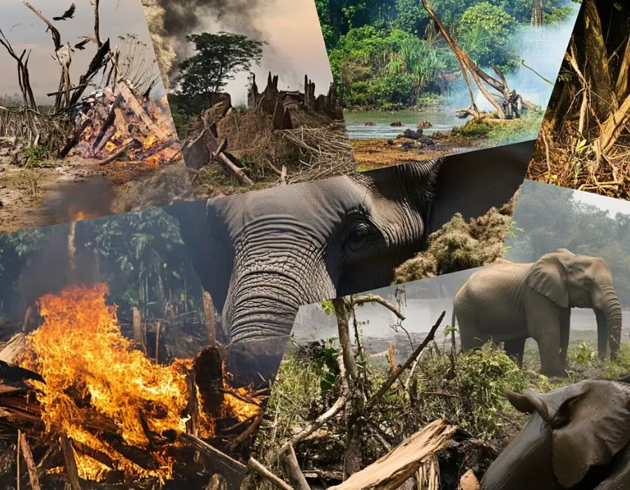 Images depicting poaching, habitat loss, and human-elephant conflicts.