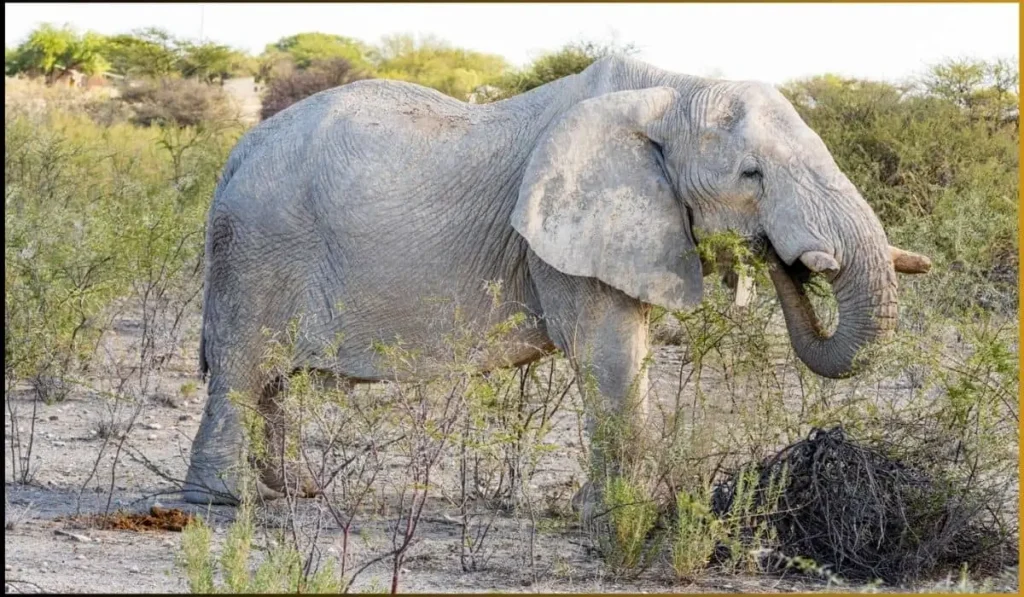 Elephant eating leaves and grasses in a savanna.