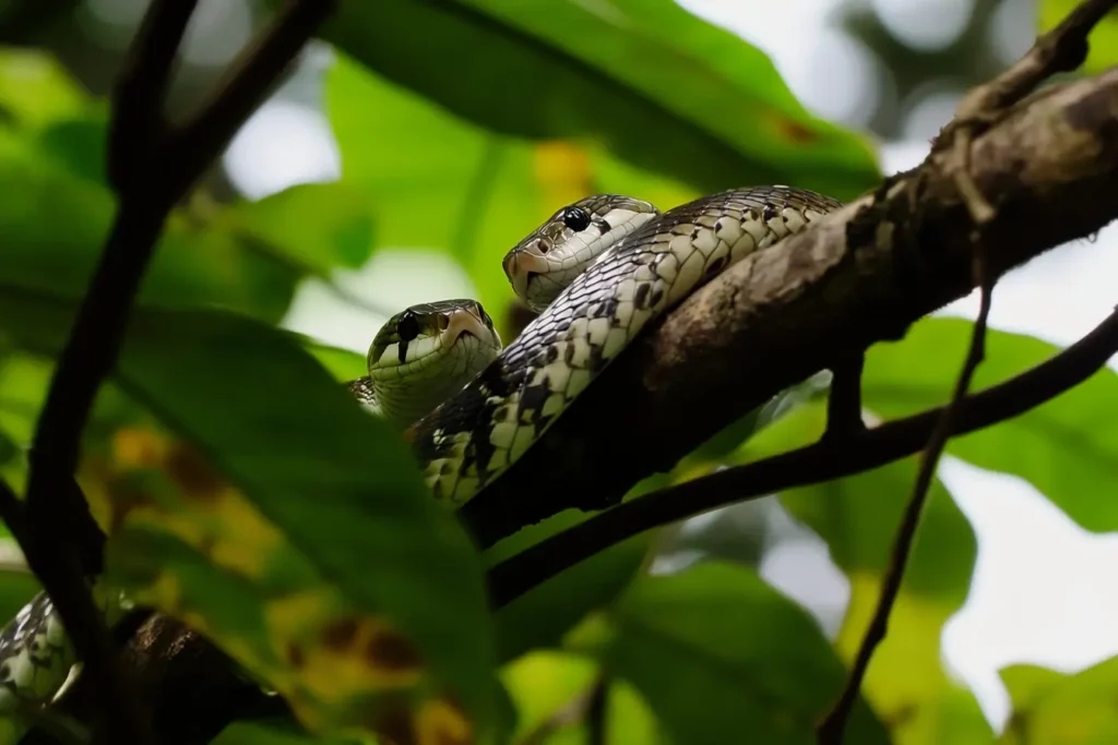 Baird's Rat Snake with a Ring Around Neck